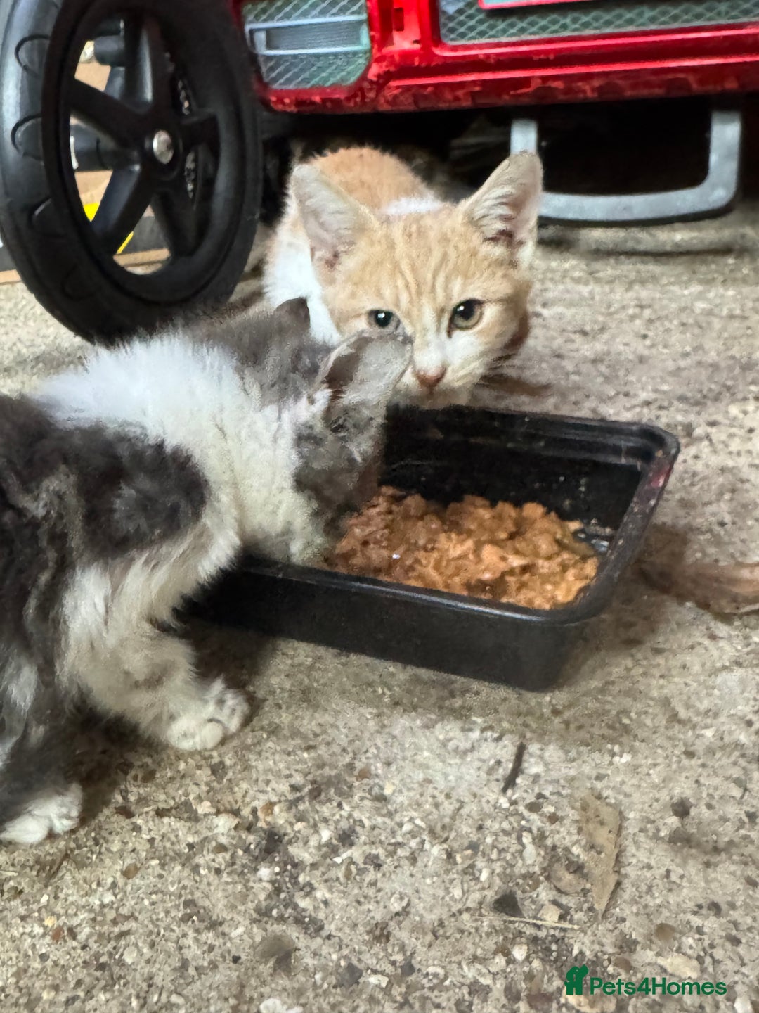 Mixed Breed cats for sale: Mix breed male kittens for sale  - Image 9