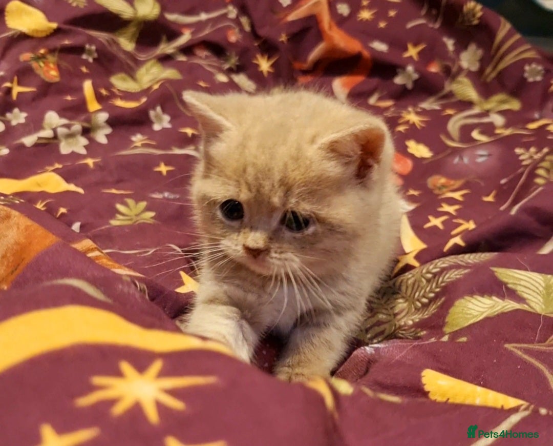 British Shorthair cats for sale: Blue & stripy, boys & girls ava British shorthairs in Eastbourne - Image 20