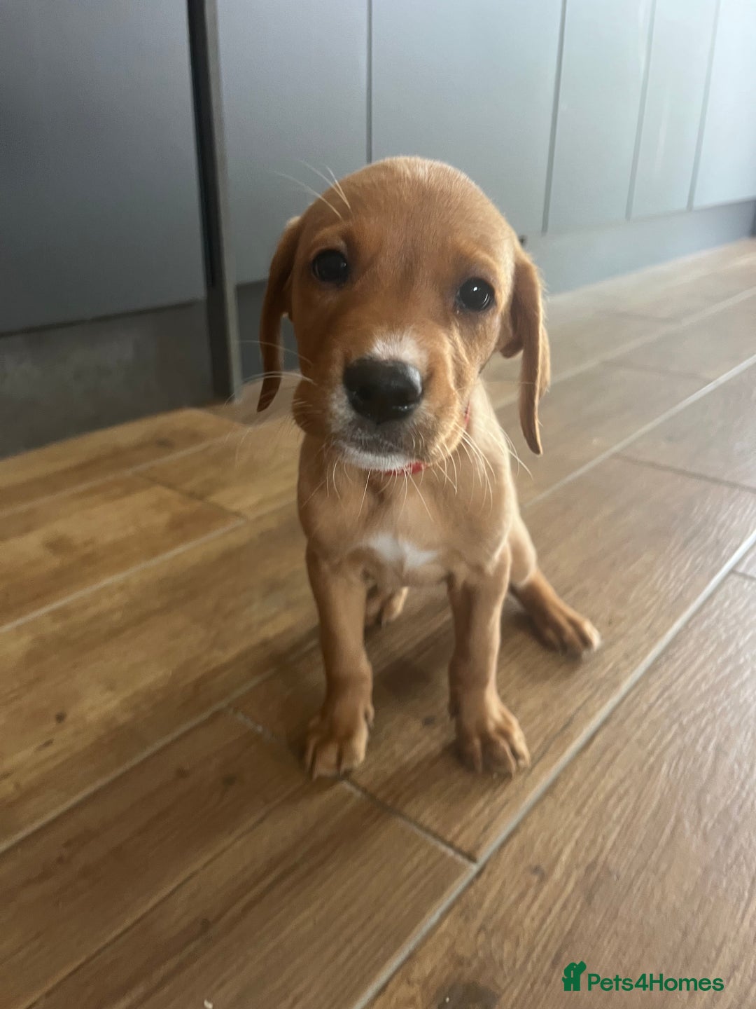 Goldador dogs for sale: Goldador  - Image 1