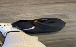 Mixed Breed dogs for sale: Beagle X Cocker Spaniel - Image 3