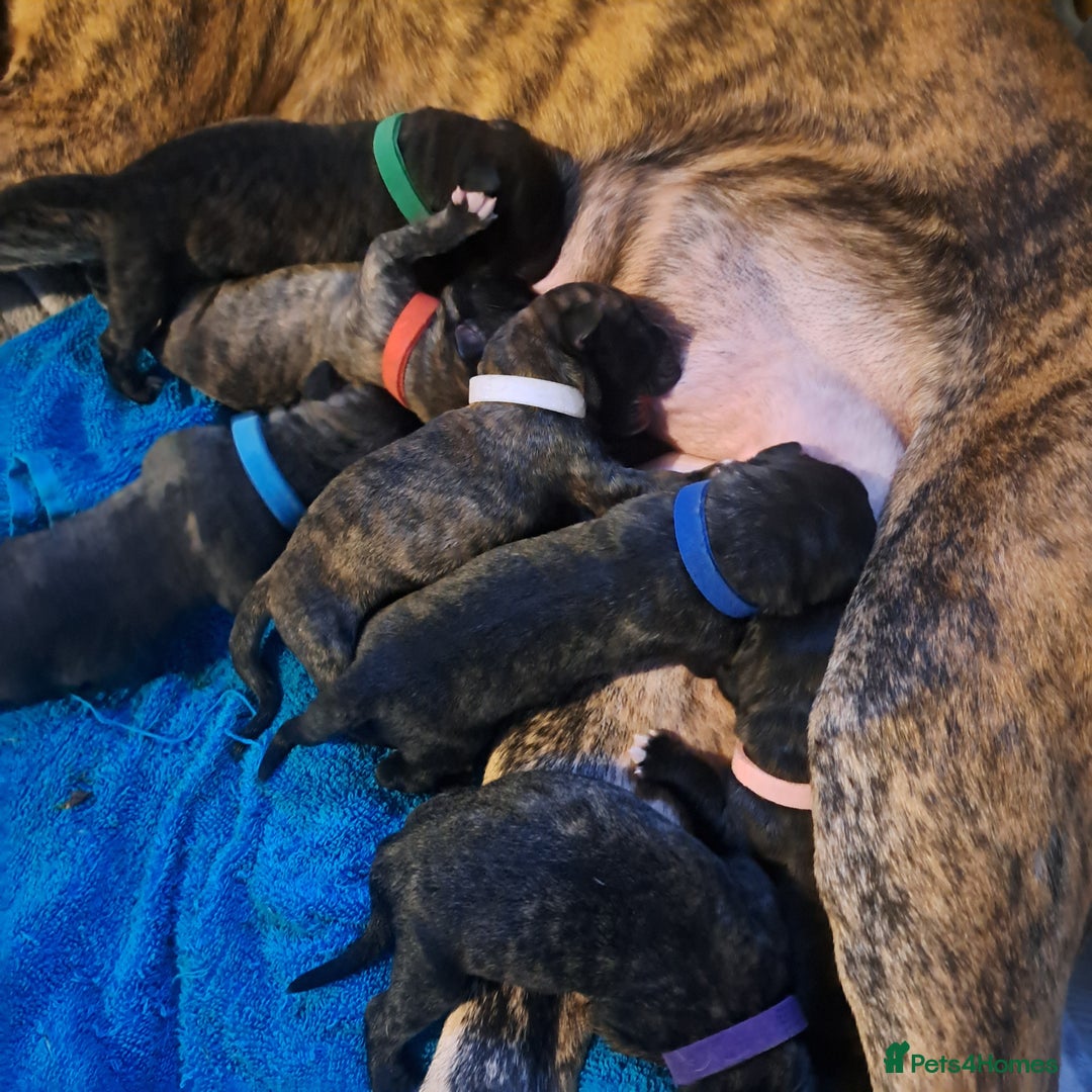 Mixed Breed dogs for sale: Cane Canario Puppies - Advert 2