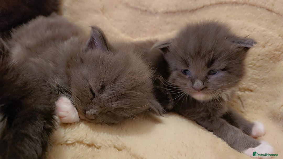 Maine Coon cats for sale: Stunning cubs  - Image 6