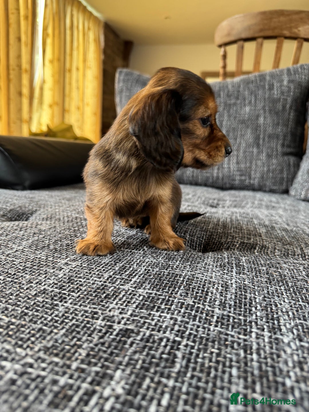 Dachshund dogs for sale: Miniature dachshund longhair puppies - Image 6
