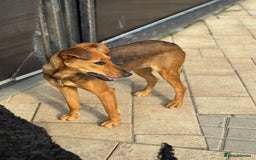 Mixed Breed dogs for adoption: Our lovely Angie, available for cuddles - Image 13