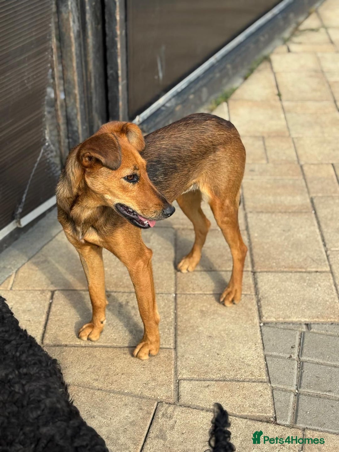 Mixed Breed dogs for adoption: Our lovely Angie, available for cuddles - Image 13