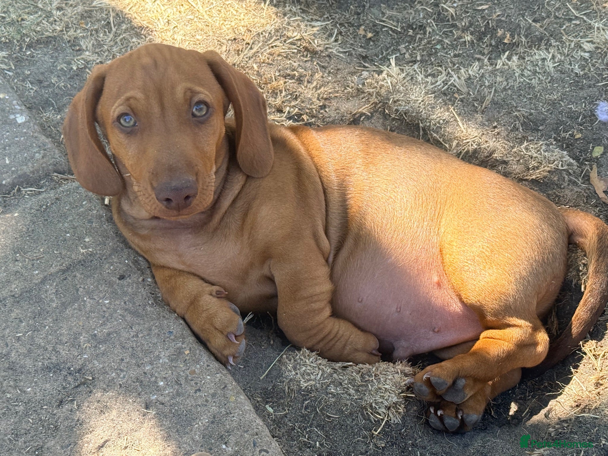 Miniature Dachshund dogs Miniature short-haired Dachshund - Advert 3