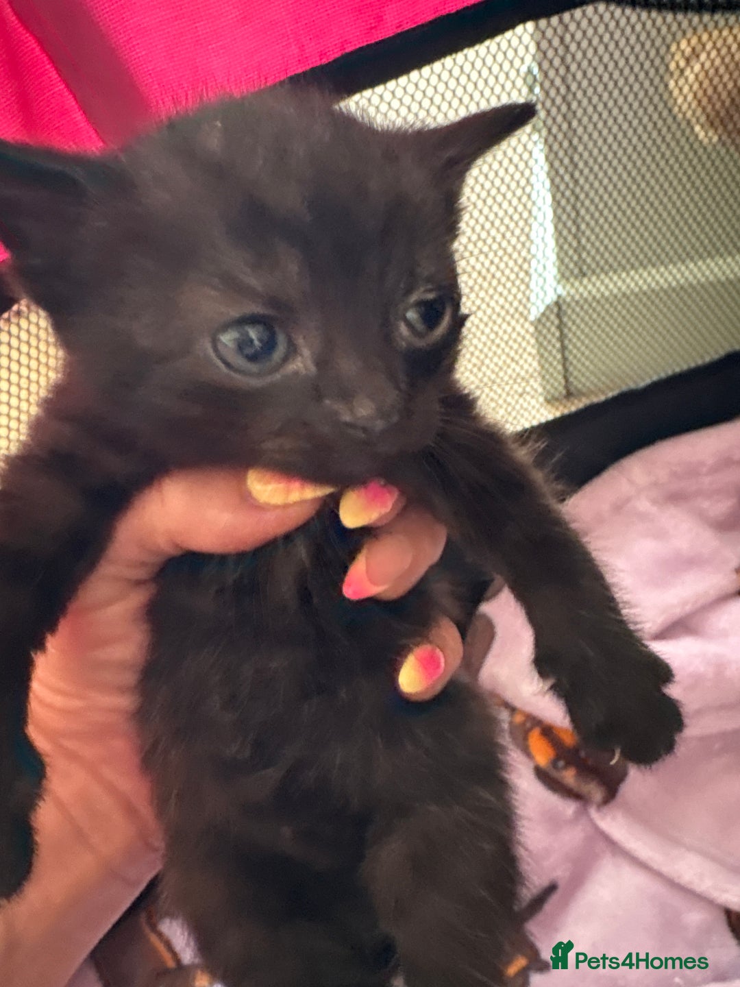 British Shorthair cats for sale: 1 Gorgeous Black kitten Remaining - Image 20