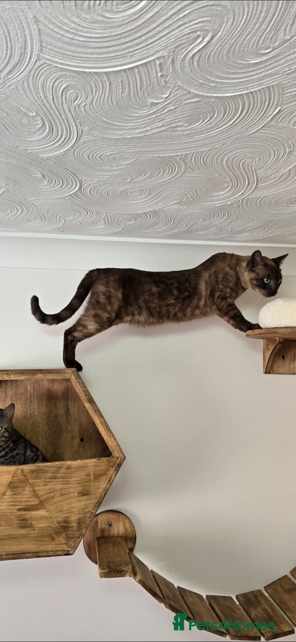 Bengal cats for sale: Tica registered solid Mink bengal girl in Norwich - Advert 1