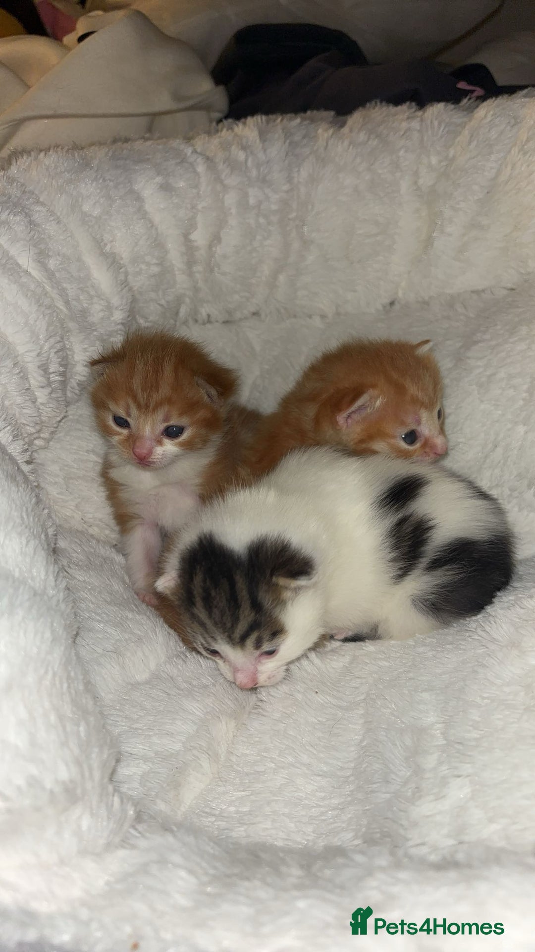 Mixed Breed cats for sale: 3x Kittens  - Advert 3