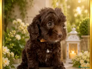 Cockapoo dogs ⚜️STUNNING F1 COCKAPOOS ⚜️ ready to go - Advert 4