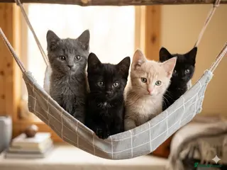 Maine Coon cats 4 beautiful maine Coon cross kittens - Advert 1