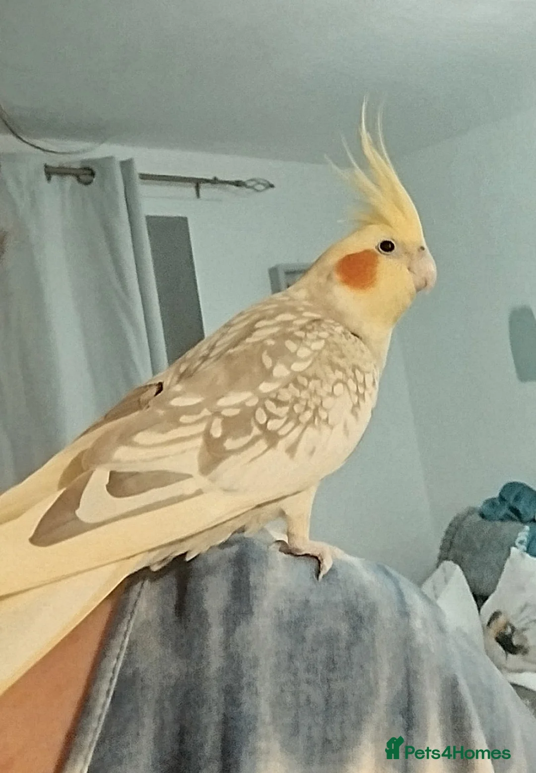 Cockatiels birds for sale: Hand tame pied lutino female 3.5 y/o - Advert 1