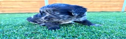 Labradoodle dogs for sale: F1 Labradoodle Merle Babies 🐾🐾🐾 - Advert 5