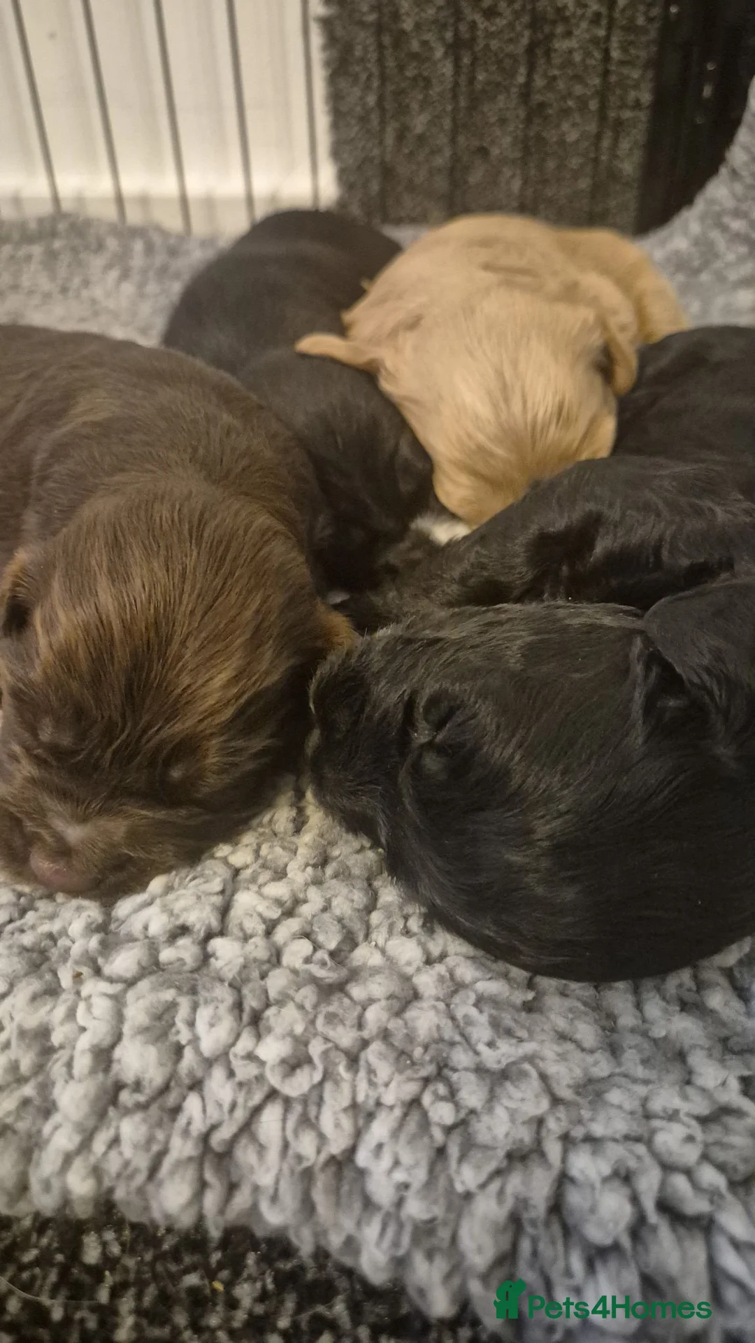 Cockapoo dogs for sale: Beautiful Cockapoo puppies - Advert 6