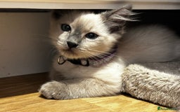 Birman cats for sale: Birman kittens  - Image 9