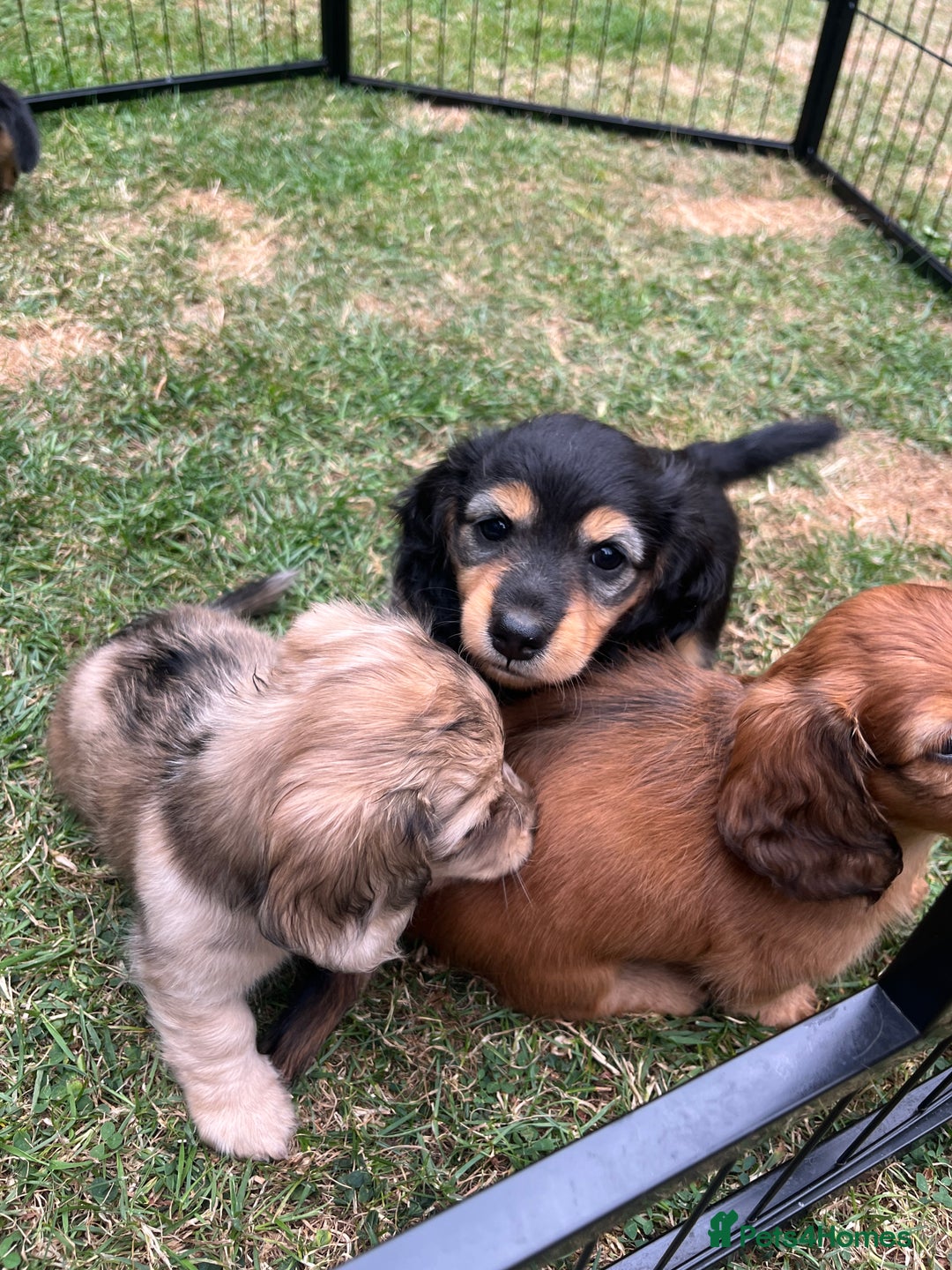 Miniature Dachshund dogs for sale: Miniature Long Haired black & tan bitch - Image 2