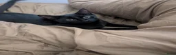 Mixed Breed cats for sale: Affectionate black and bengal mix Kittens - Advert 5