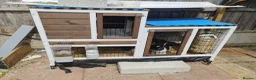 Mini Lop rabbits for sale: Mini loop (rabbits) for sale  - Advert 3