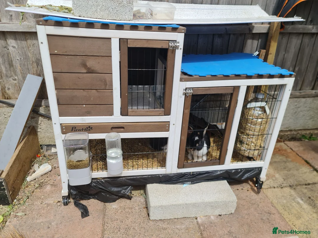 Mini Lop rabbits for sale: Mini loop (rabbits) for sale  - Advert 3