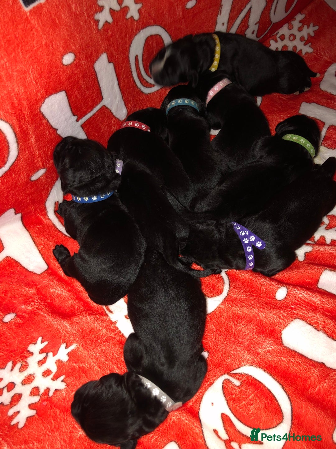 Newfoundland dogs for sale: Balticbears - Advert 4