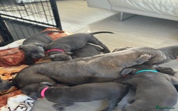 Staffordshire Bull Terrier dogs for sale: KC staff puppy for sale ready to go - Image 3