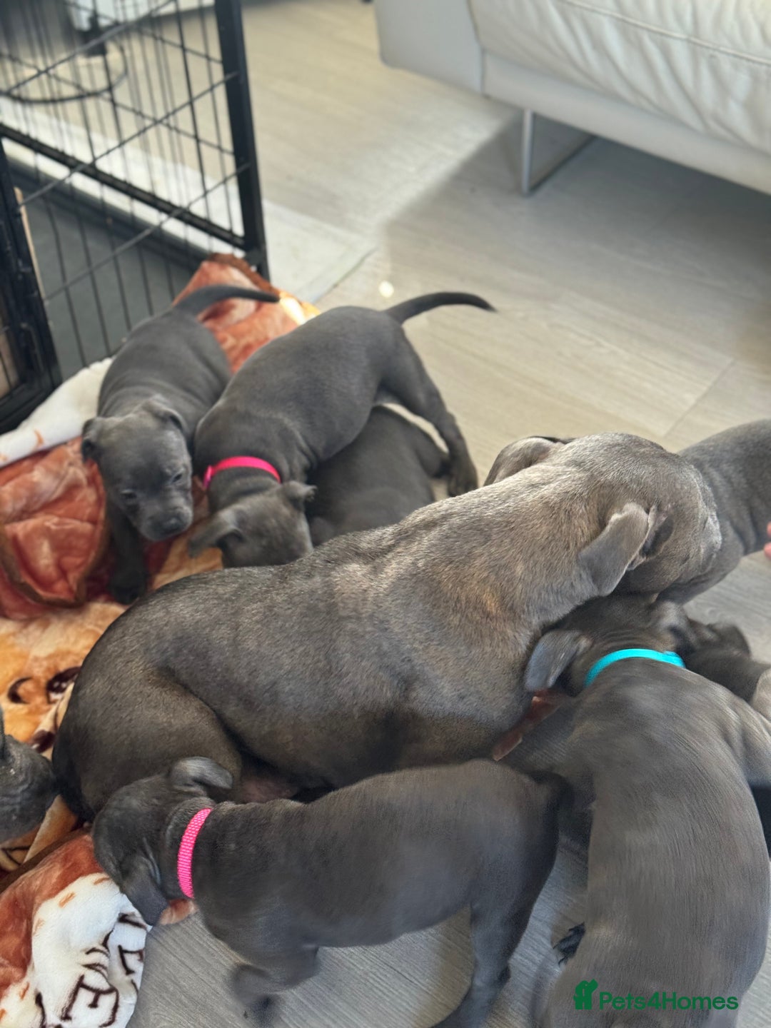 Staffordshire Bull Terrier dogs for sale: KC staff puppy for sale ready to go - Image 3