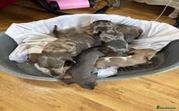 Dachshund dogs for sale: Dachshund puppies  - Image 2