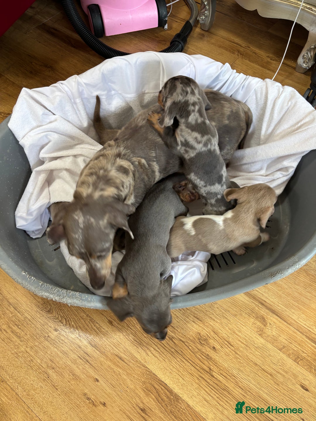 Dachshund dogs for sale: Dachshund puppies  - Image 2