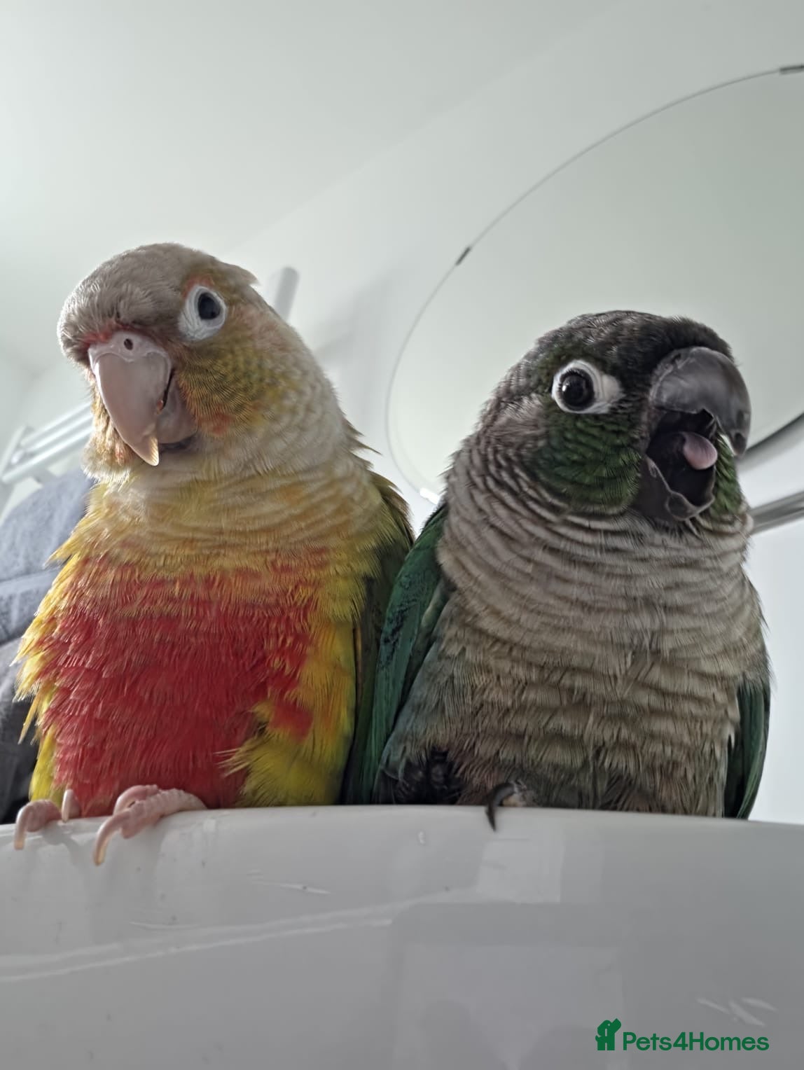 Conures birds Rio and Kiwi - Advert 3