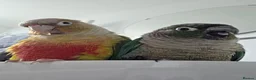 Conures birds for sale: Rio and Kiwi in Durham - Advert 1