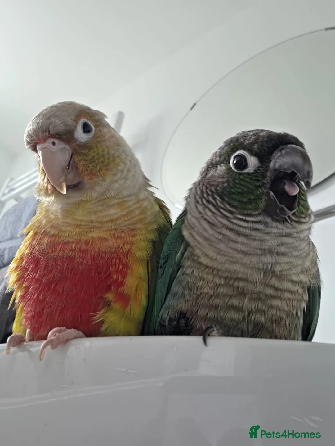 Conures birds for sale: Rio and Kiwi in Durham - Advert 1