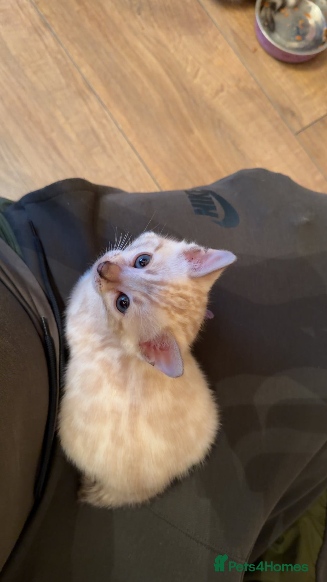 Bengal cats for sale: PURE BRED SNOW LYNX kittens 🐱 - Advert 18