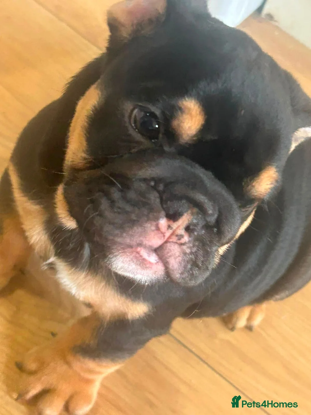 Olde English Bulldogge dogs for sale: Old English x English Bulldog puppies - Advert 1