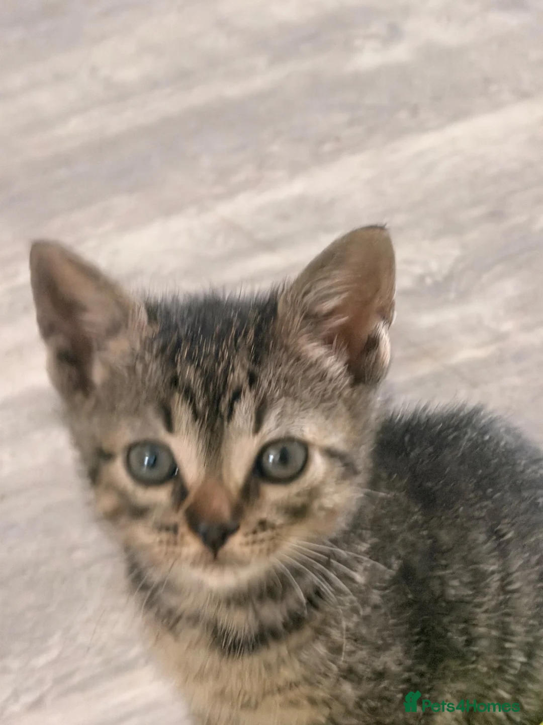 Bengal cats for sale: Bengal cross kittens  - Advert 2