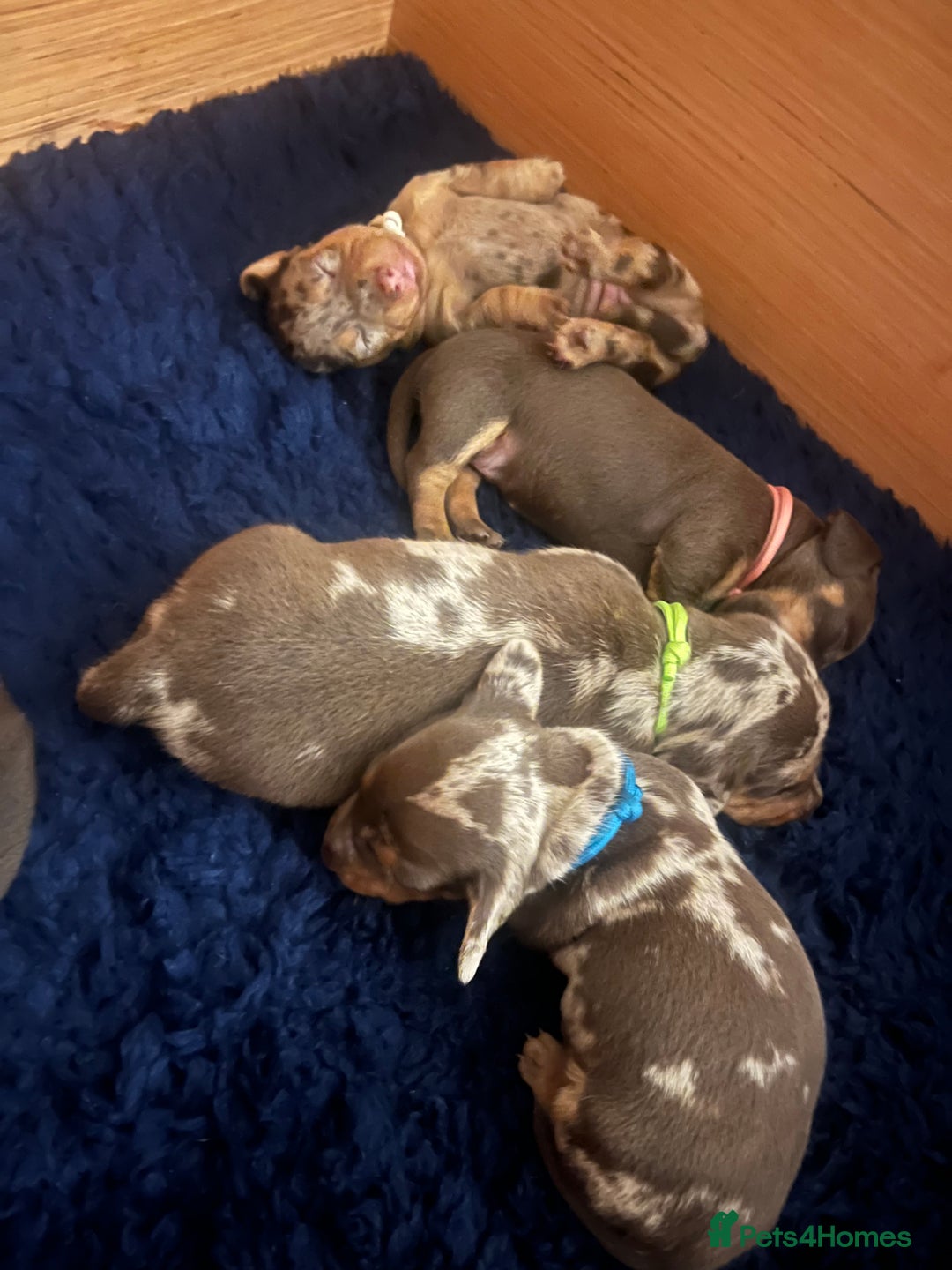 Miniature Dachshund dogs for sale: Mini Dachshund puppies   - Image 11