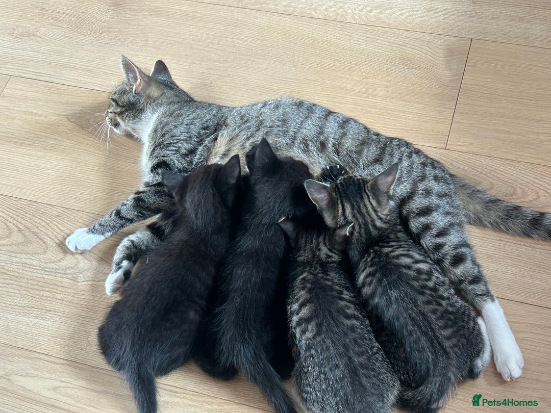 British Shorthair cats for sale: Girl black shorthair - Image 3