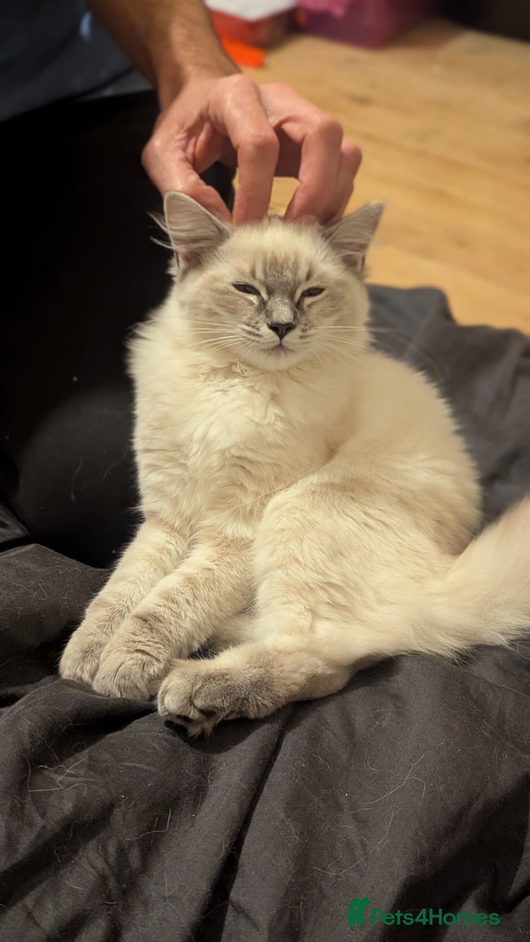 Ragdoll cats for sale: Beautiful blue lynx girlie.  - Image 4