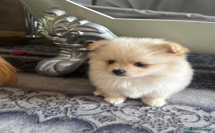 Pomeranian dogs - Advert 2