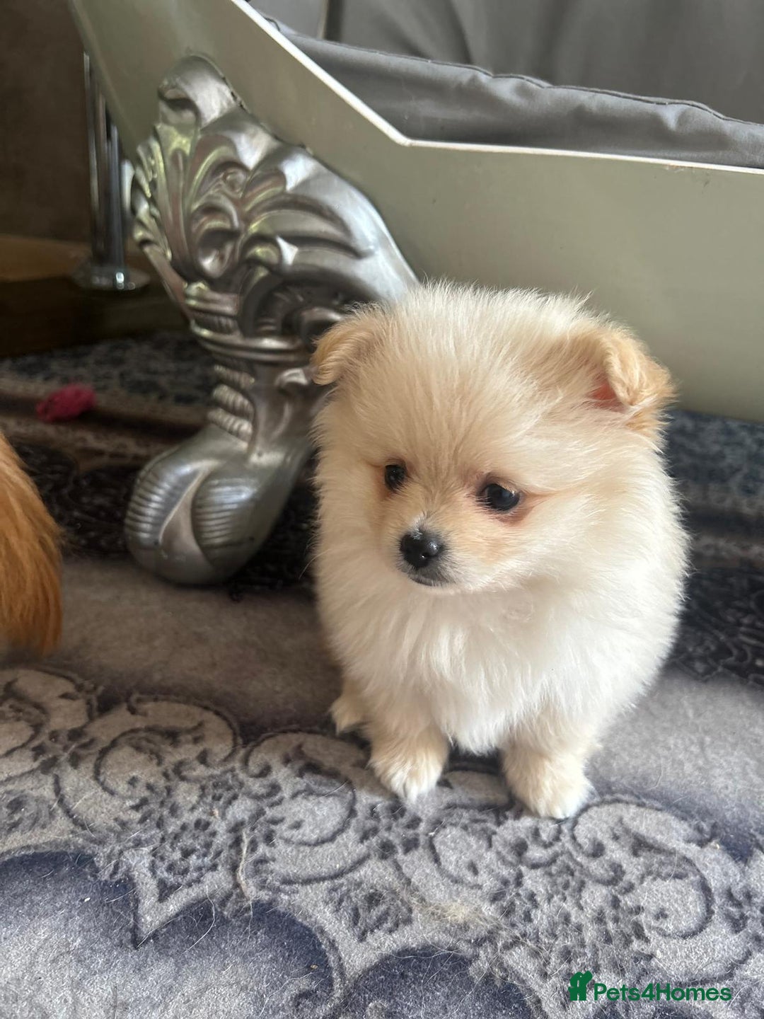 Pomeranian dogs for sale: Pure Pomeranian Puppies - Image 1