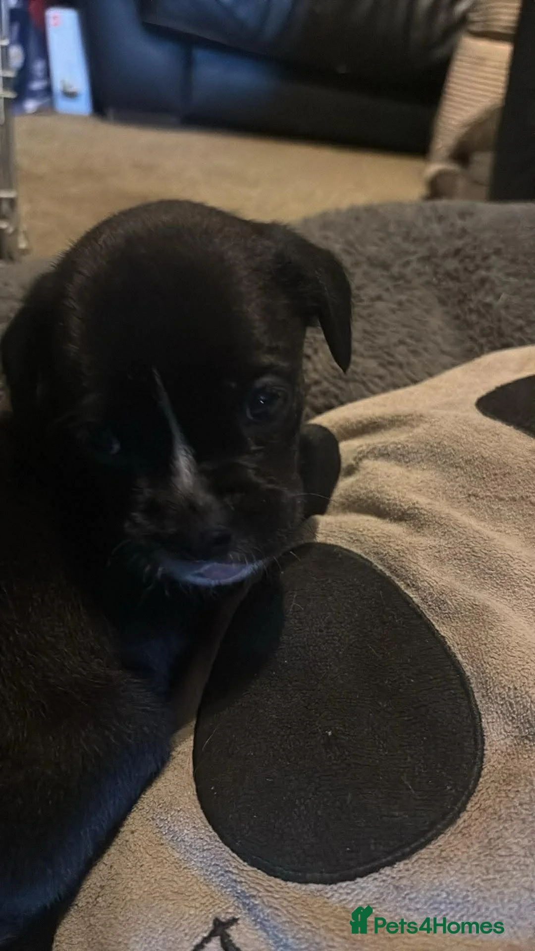 Mixed Breed dogs for sale: Two beautiful labox puppies in Queenborough - Advert 9