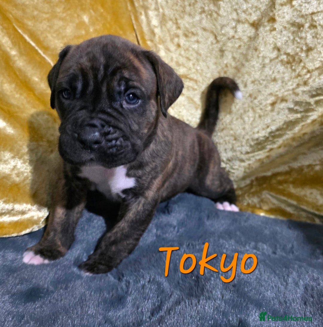 Boxer dogs for sale: Very unusual & Rare Boxer cross - Advert 29