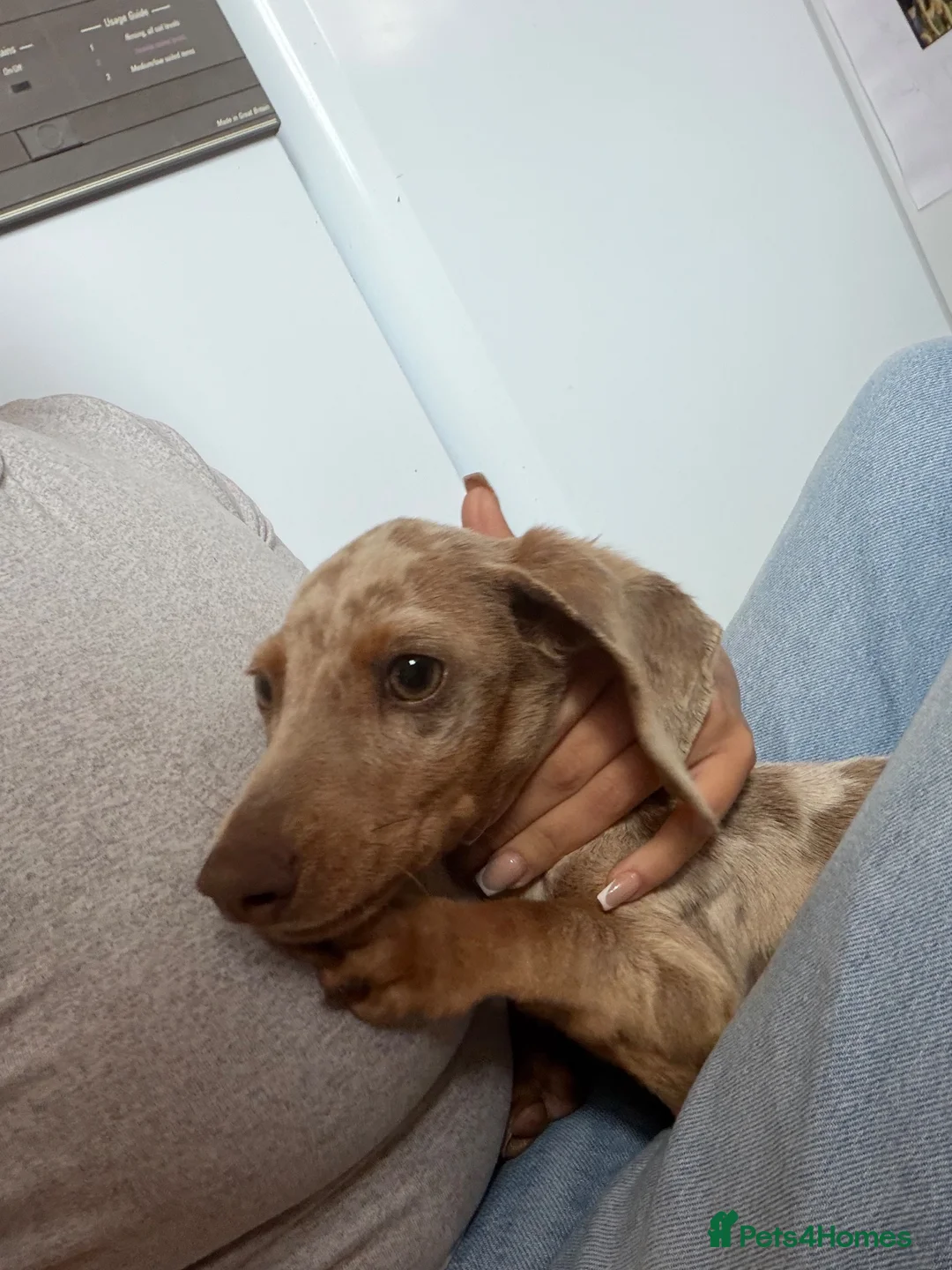 Miniature Dachshund dogs for sale: Merlin  in Wakefield - Advert 2