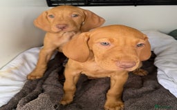 Hungarian Vizsla dogs for sale: Hungarian Vizsla Puppies For Sale - Image 6