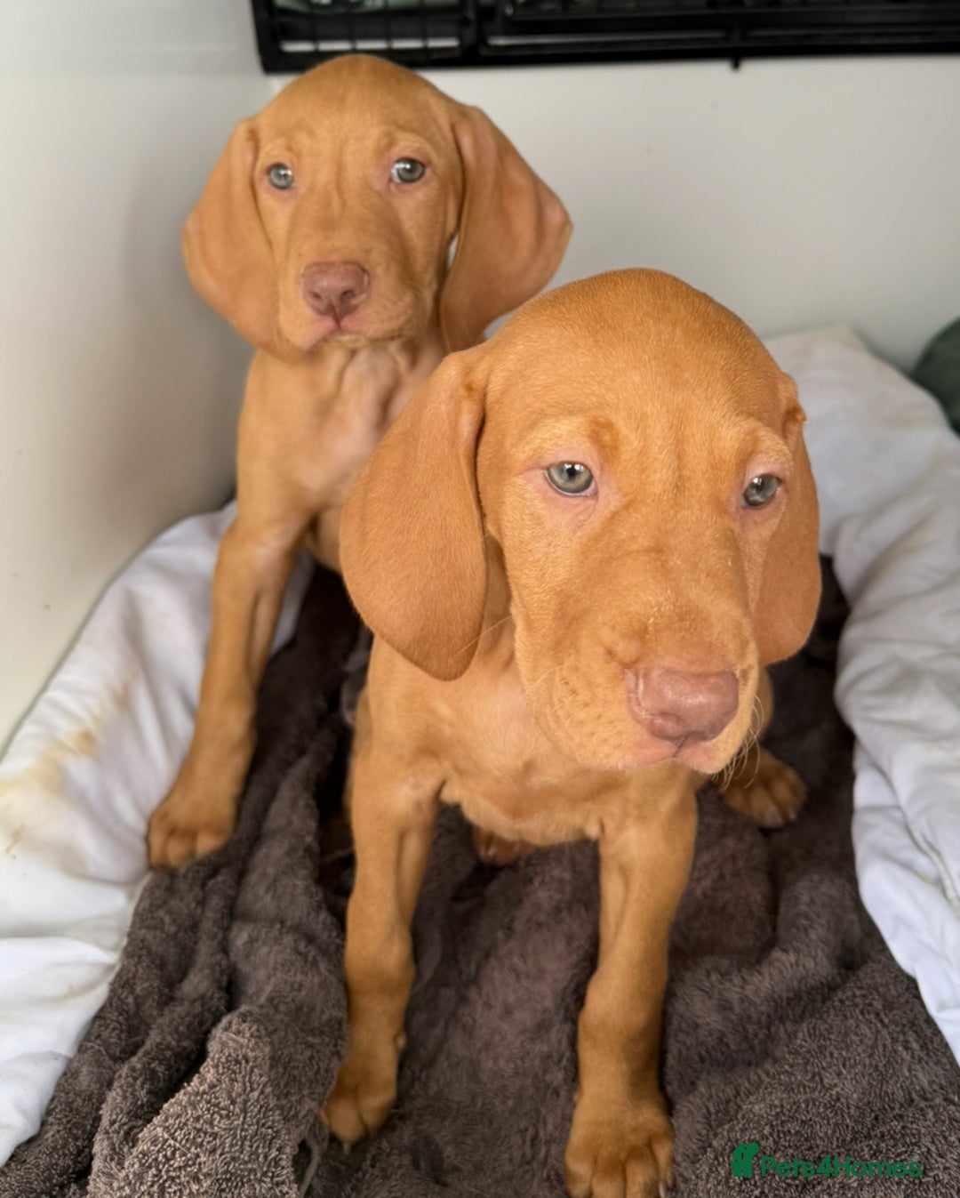 Hungarian Vizsla dogs for sale: Hungarian Vizsla Puppies For Sale - Image 6