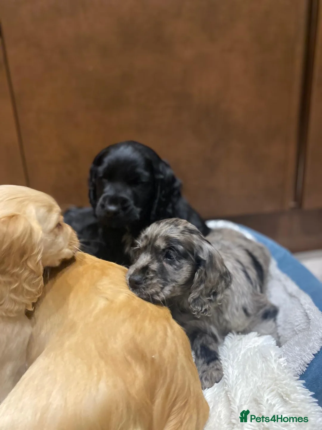 Cocker Spaniel dogs for sale: 🐶 COCKER SPANIEL PUPPIES 🐶  - Advert 8
