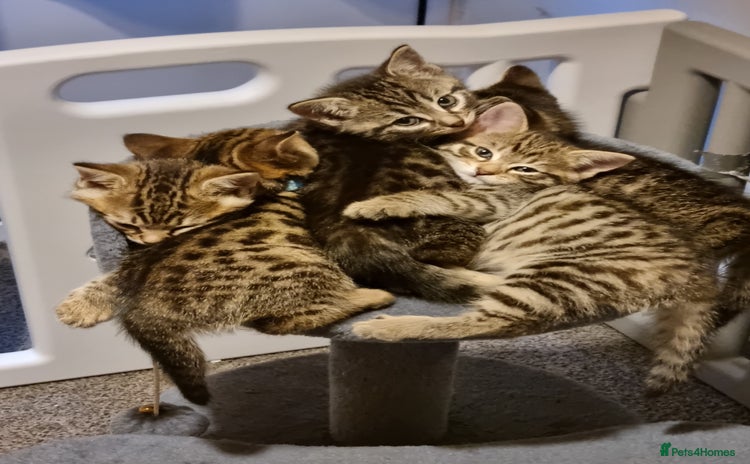 Bengal cats - Advert 6