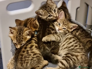 Bengal cats - Advert 24