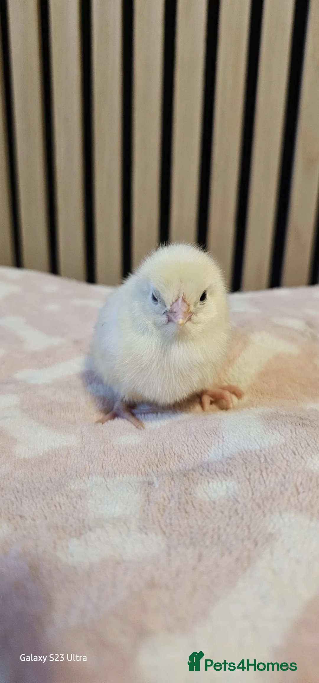 Chickens poultry for sale: Female chicks, white shell egg layers 🥚 🐥  - Advert 2