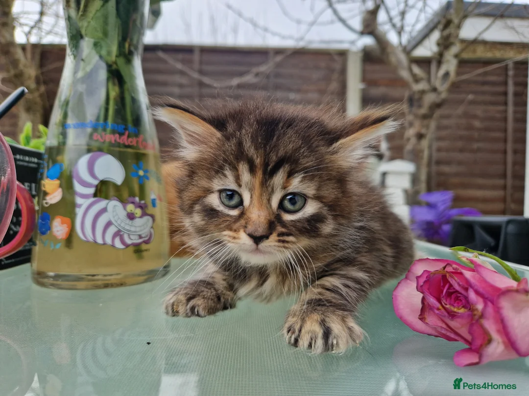 Maine Coon cats for sale: 🌼🌸BeAuTiFuL ☆😻♡ fluff¥ kiTt3n$🌻🌹  - Advert 14