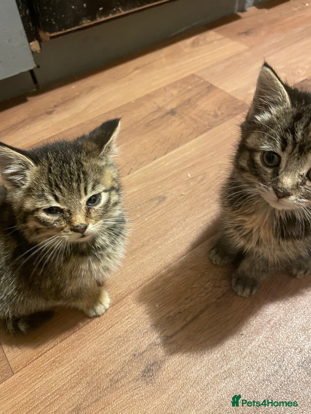 Mixed Breed cats for sale: 4 little girls  - Image 8